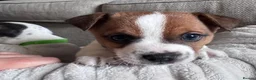 Jack Russell dogs for sale: Jack Russell Puppies in York - Advert 16
