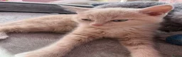 Mixed Breed cats for sale: My beautiful kittens are for sale - Advert 5