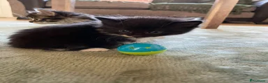 Mixed Breed Kitten 2