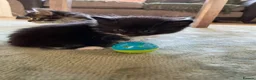 Mixed Breed cats for sale: 5 adorable fur balls   in Manchester - Advert 4