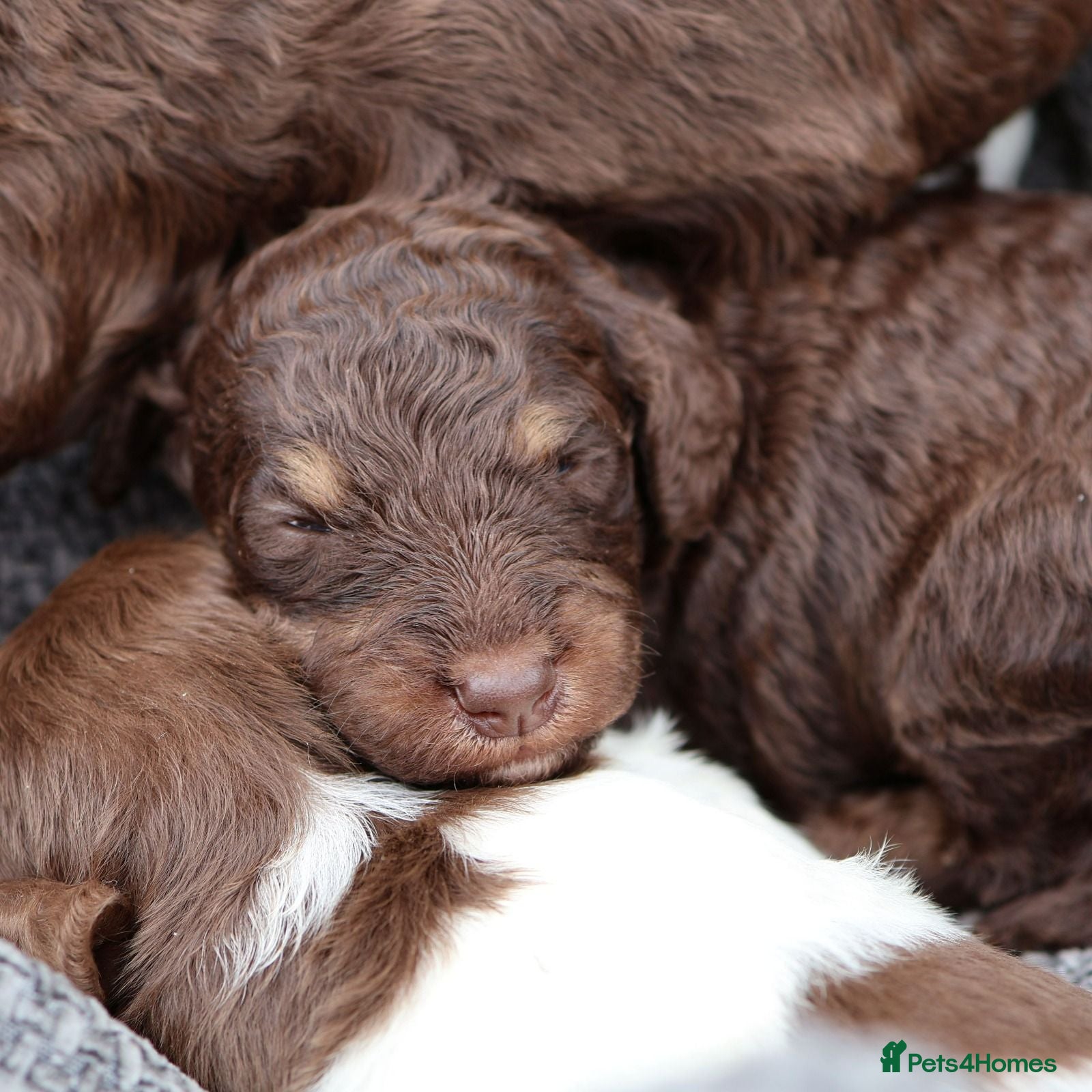 Labradoodle dogs ✨️Solstice Babies , Ready 4 Homes Late August✨️  - Advert 1