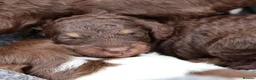 Labradoodle dogs for sale: ✨️Solstice Babies , Ready 4 Homes Late August✨️  - Advert 1