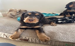 Cocker Spaniel dogs for sale: 6 gorgeous cocker spaniel puppies  - Image 2