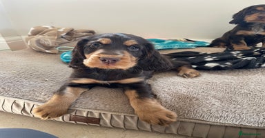 Cocker Spaniel dogs - Advert 6