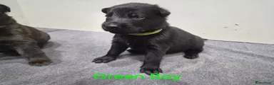 GREEN BOY