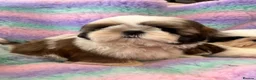 Shih Tzu dogs for sale: Lovely Shih Tzu puppies - Advert 8
