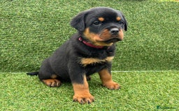 Rottweiler dogs for sale: 🏆Ready to go! By N.1 Stud in the UK METAL!!🏆 - Image 35