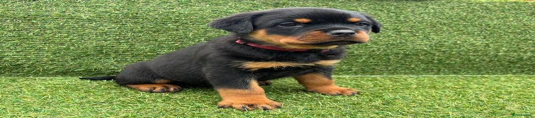 Rottweiler Puppy 4