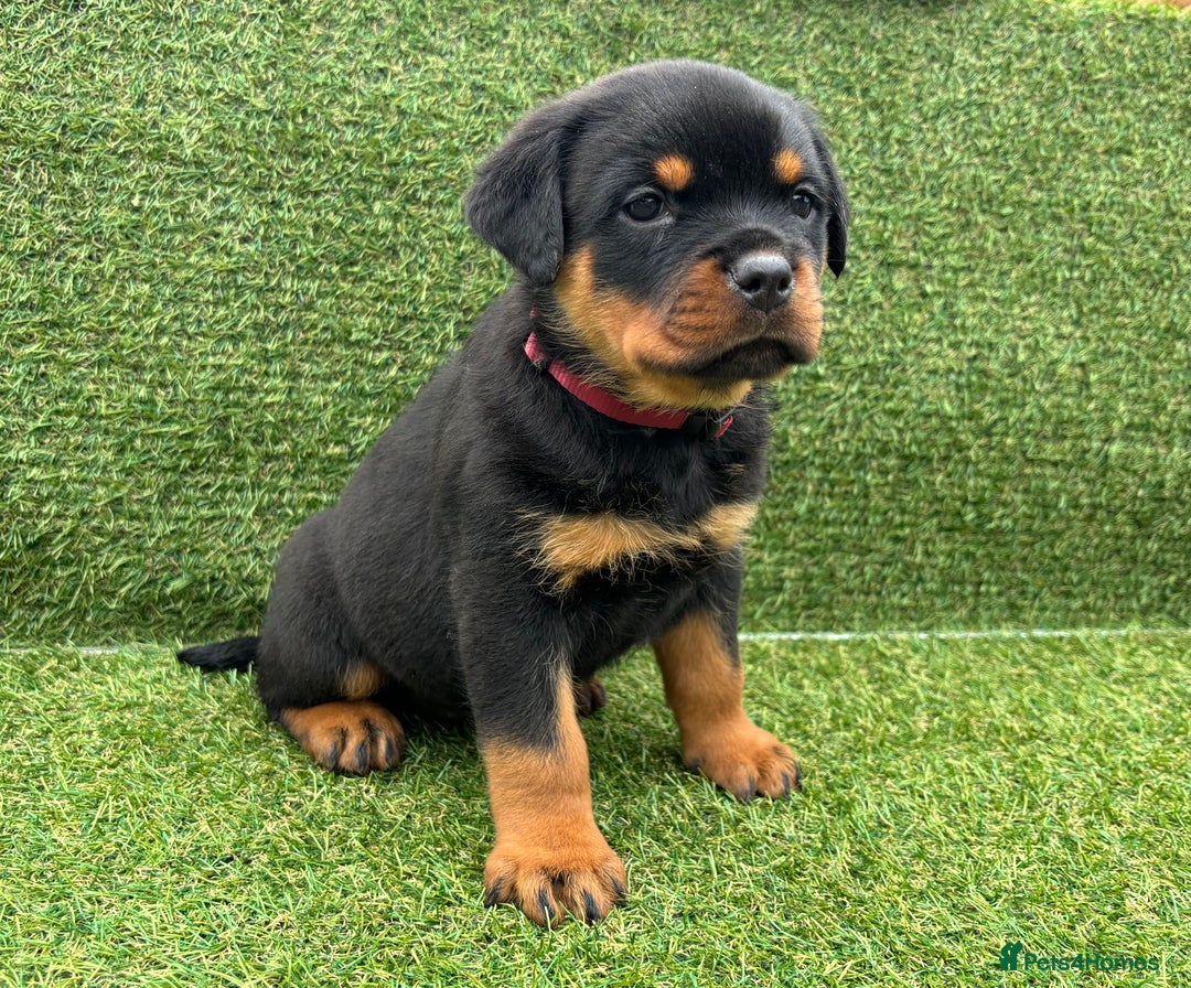 Rottweiler dogs for sale: 🏆Ready to go! By N.1 Stud in the UK METAL!!🏆 - Image 35