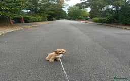 Cavapoo dogs for sale: 6 month old Trained boy Cavapoo - Image 4