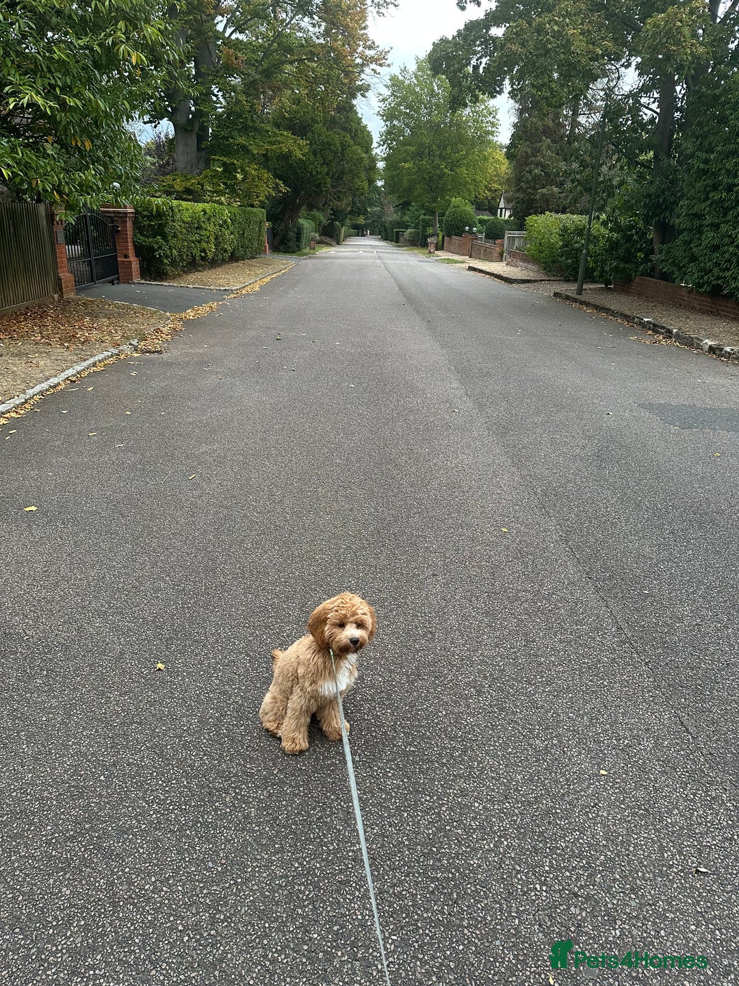 Cavapoo dogs for sale: 6 month old Trained boy Cavapoo - Image 4