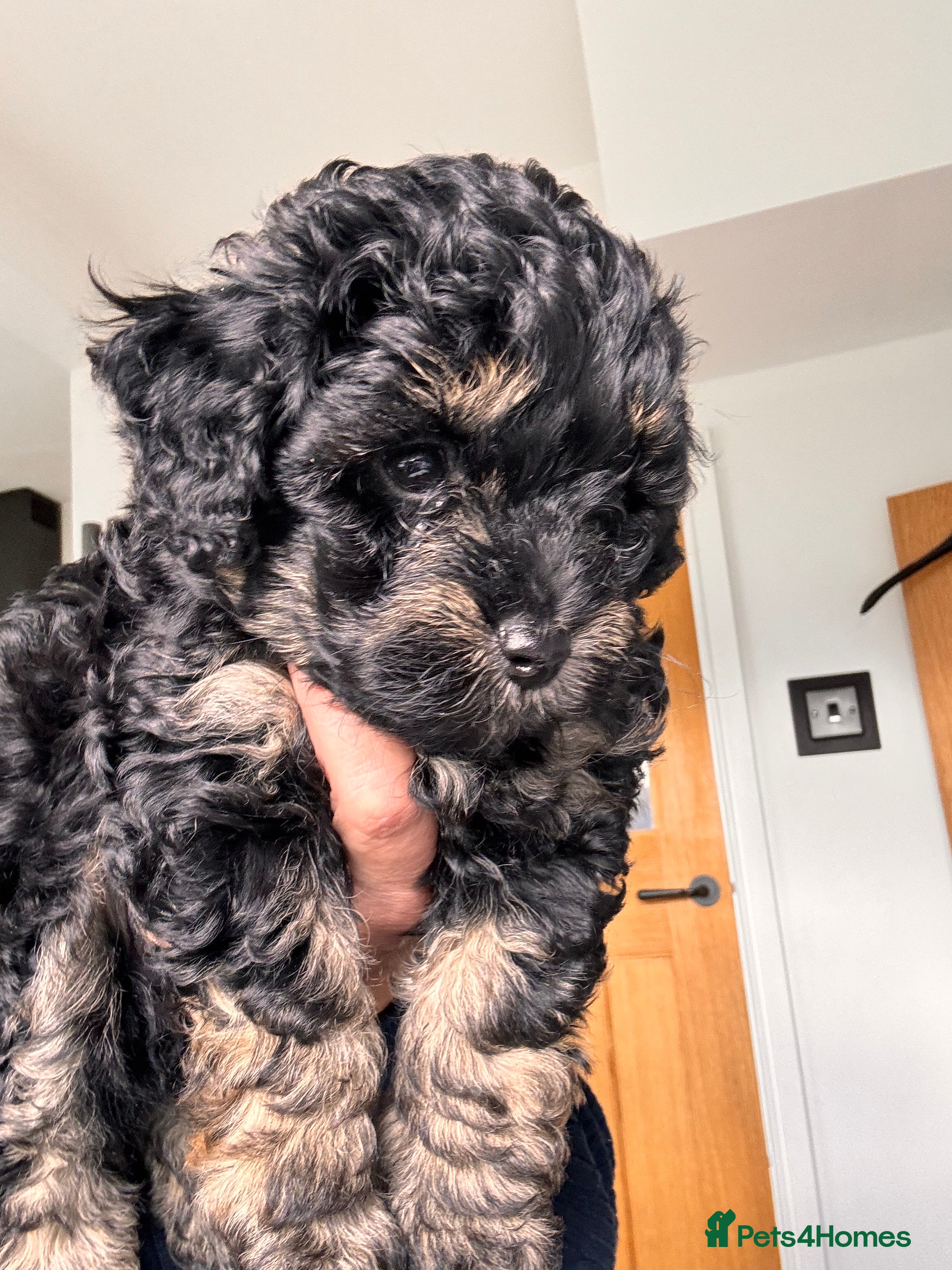 Maltipoo dogs 💎 READY THIS WEEKEND PHANTOM BOY MALTIPOO 💎 - Advert 5