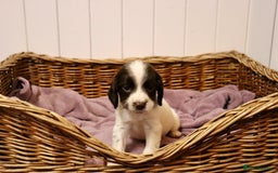 English Springer Spaniel dogs for sale: Working Bred Springer Spaniel Puppies For Sale.  - Image 18