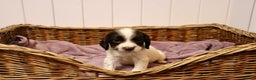 English Springer Spaniel dogs for sale: 1 BOY LEFT!! Working Bred Springer Spaniel.  - Advert 23