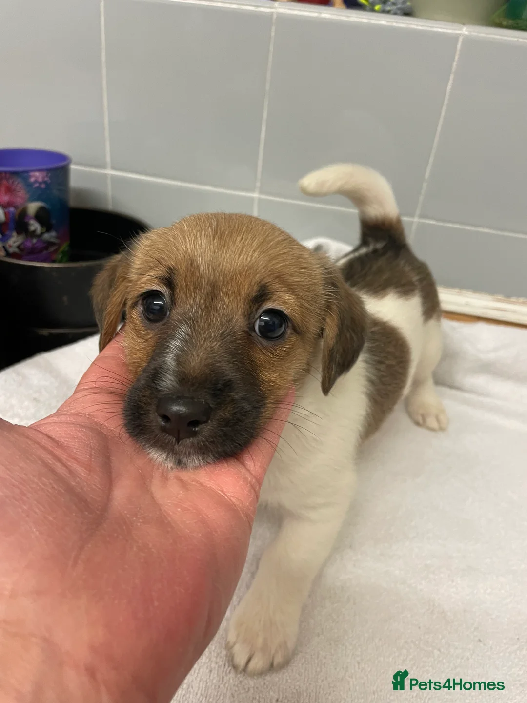 Jack Russell dogs for sale: Beautiful Jack Russell puppies  - Advert 15