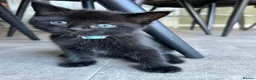 Mixed Breed cats for sale: Male kitten  - Advert 2