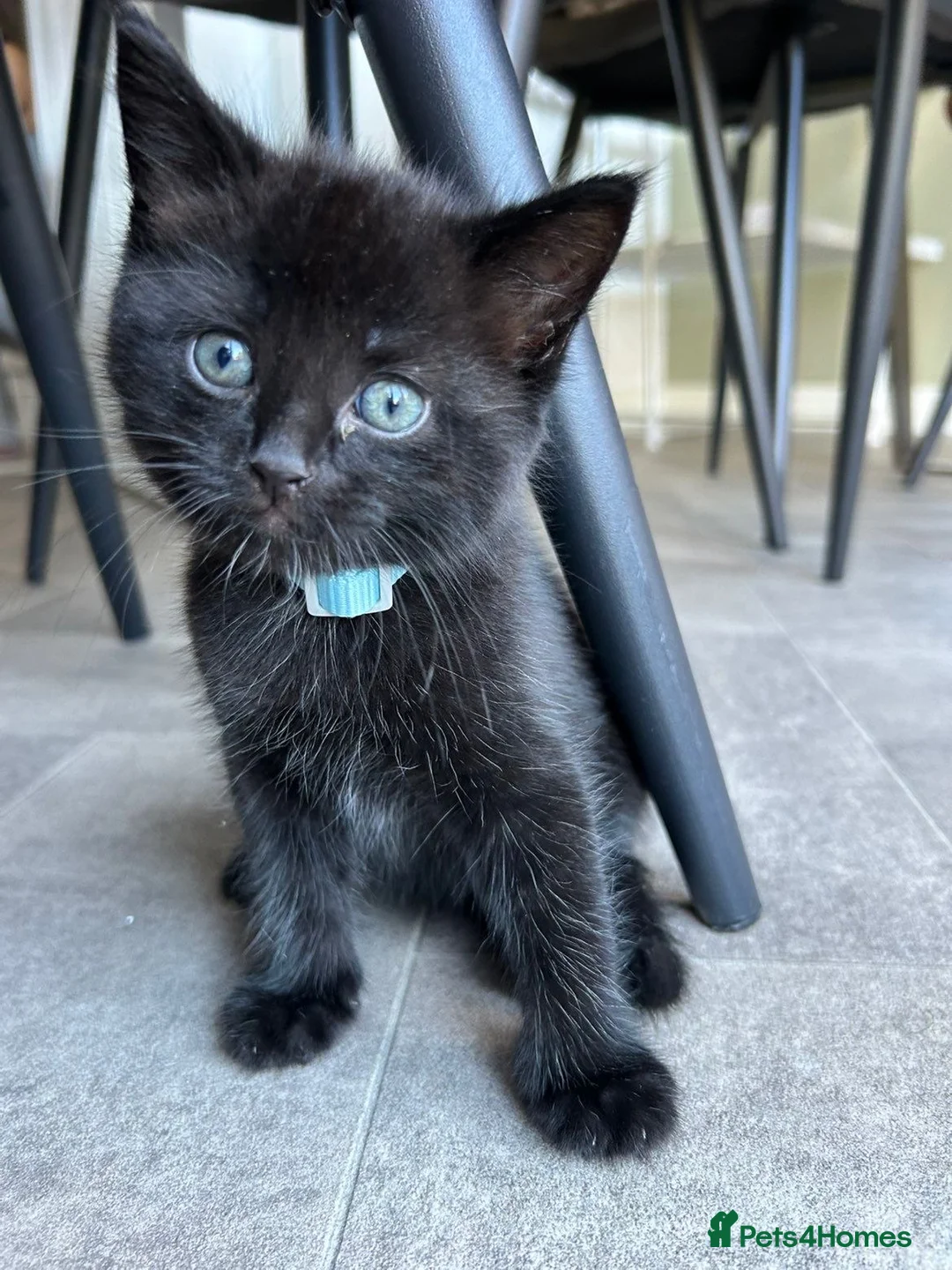Mixed Breed cats for sale: Male kitten  - Advert 2