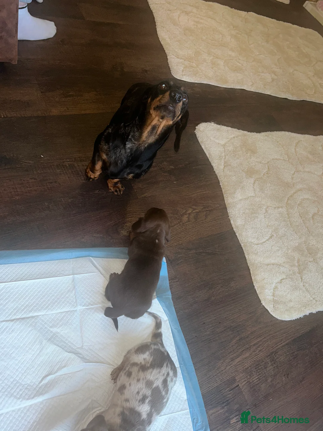Miniature Dachshund dogs for sale: Miniature Dachshund Puppies - Advert 1
