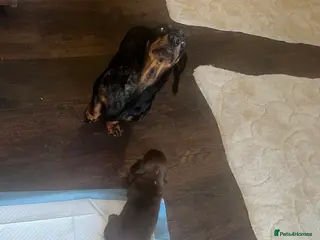 Miniature Dachshund dogs Miniature Dachshund Puppies - Advert 1