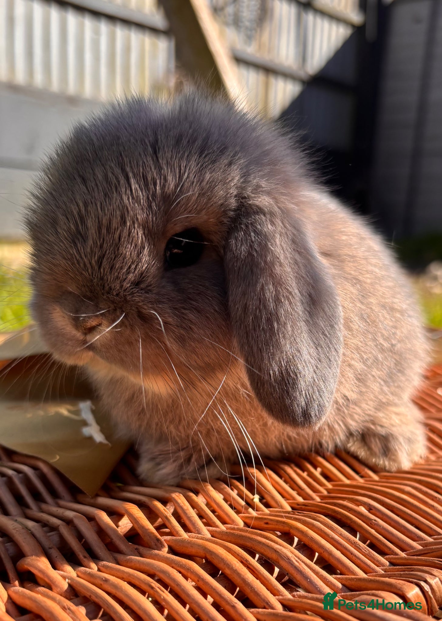 Mini Lop rabbits Pure mini lop rabbits  - Advert 1