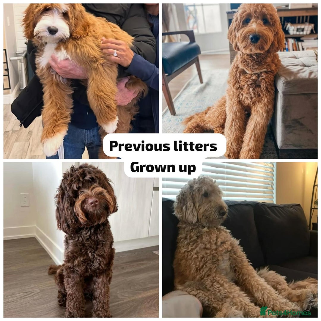 Goldendoodle dogs for sale: Goldendoodles Ready Next Week - Advert 22