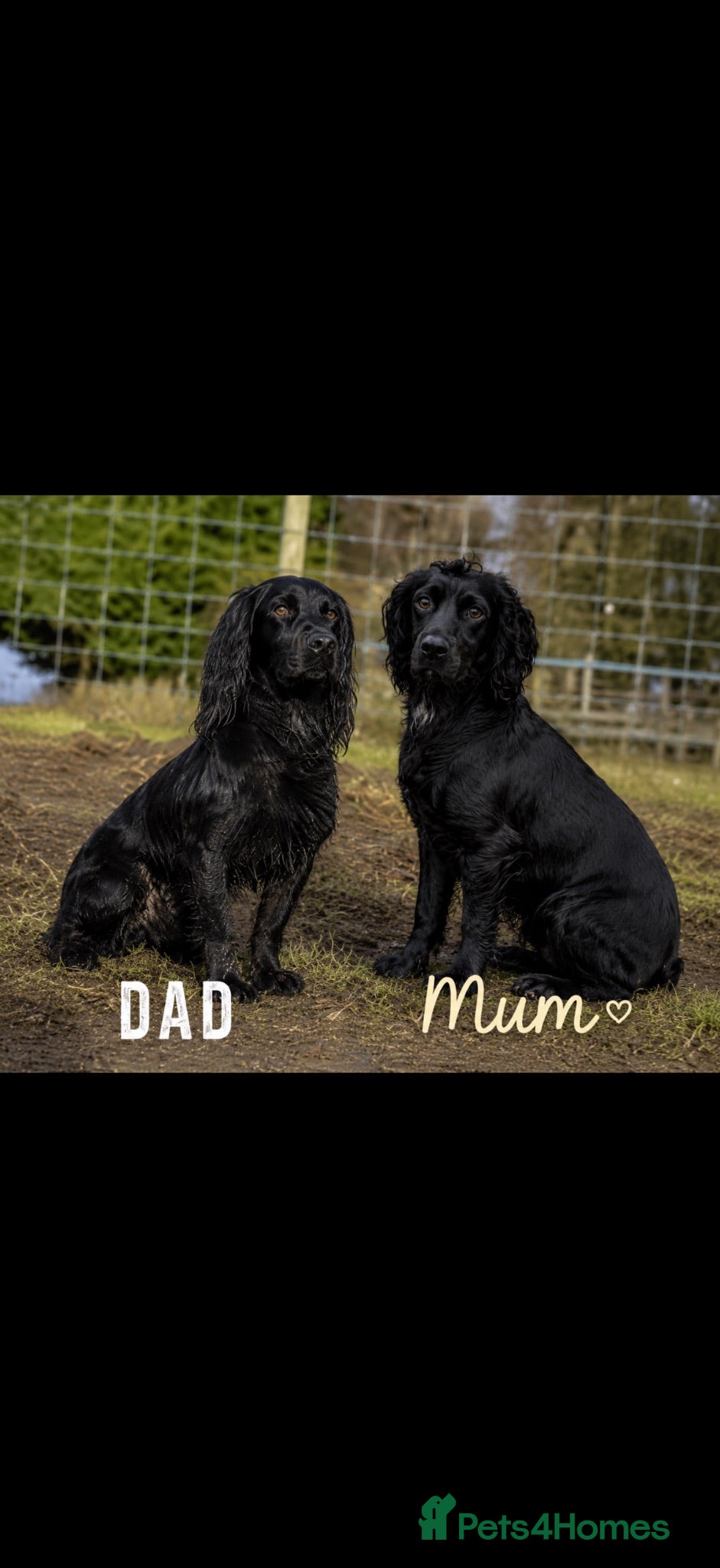 Cocker Spaniel dogs Working Cocker spaniel puppy’s  - Advert 12