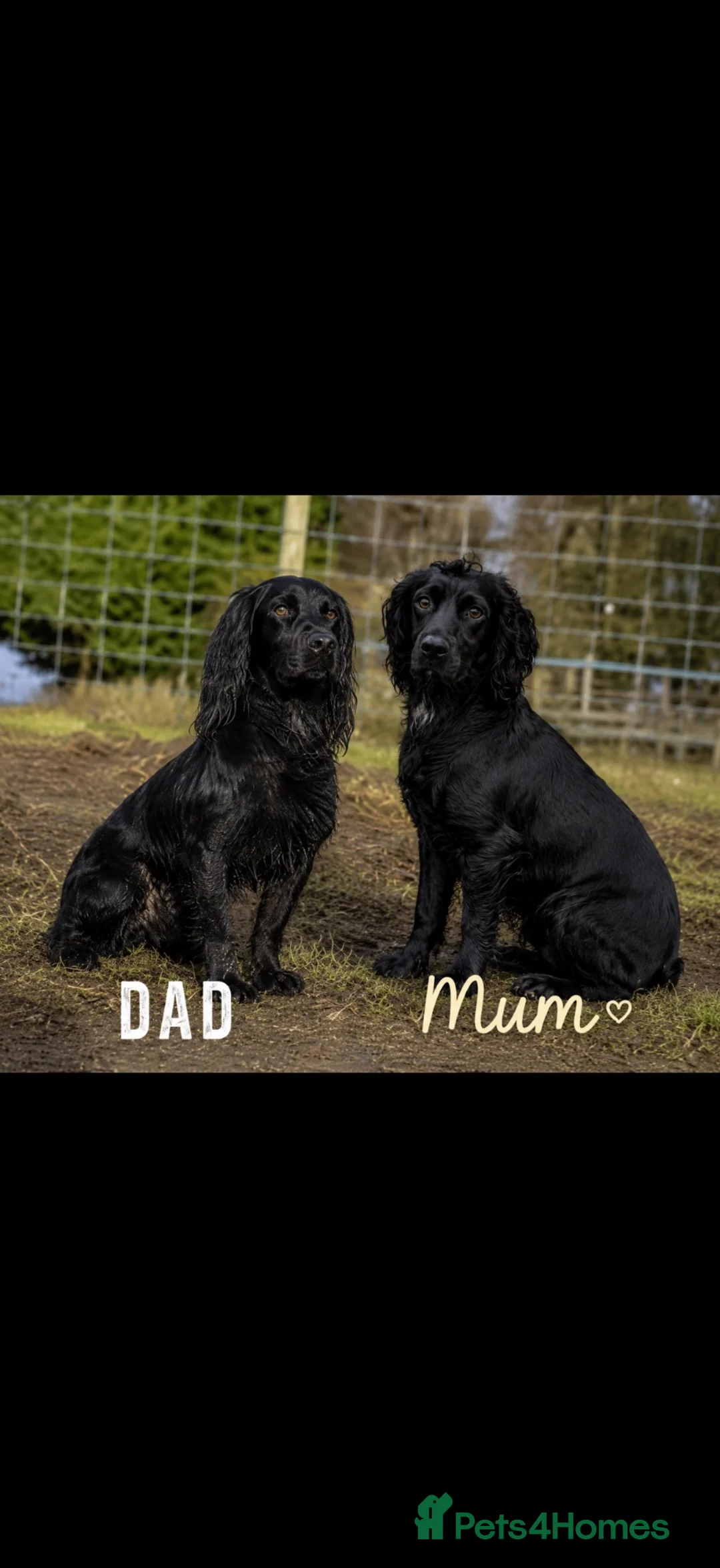Cocker Spaniel dogs for sale: Working Cocker spaniel puppy’s  - Advert 1