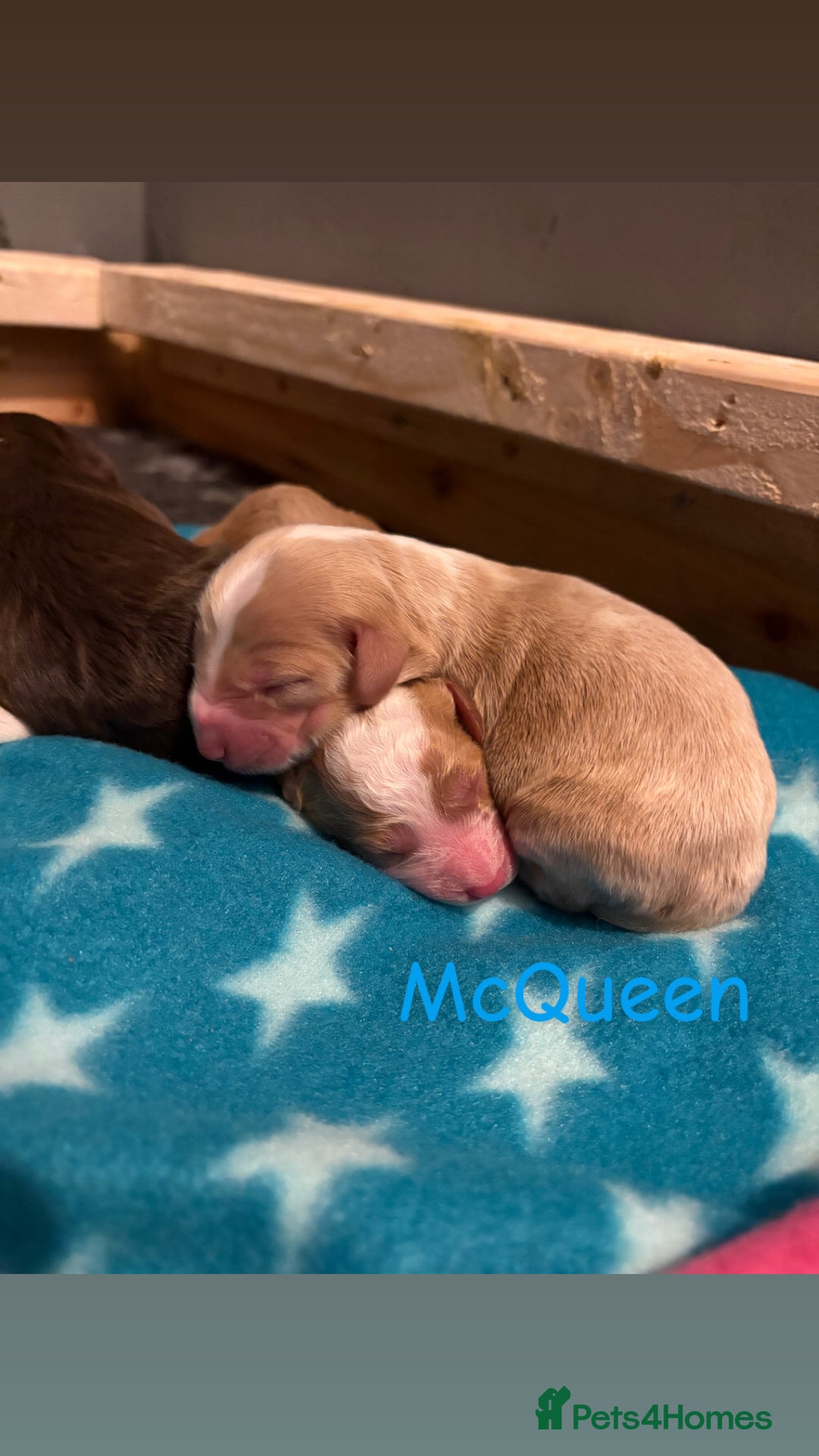 Cockapoo dogs for sale: 🐶🐾Cockapoo puppies 🐶🐾 - Advert 9