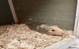 Guinea Pig rodents for sale: Trio of baby boys - Image 3