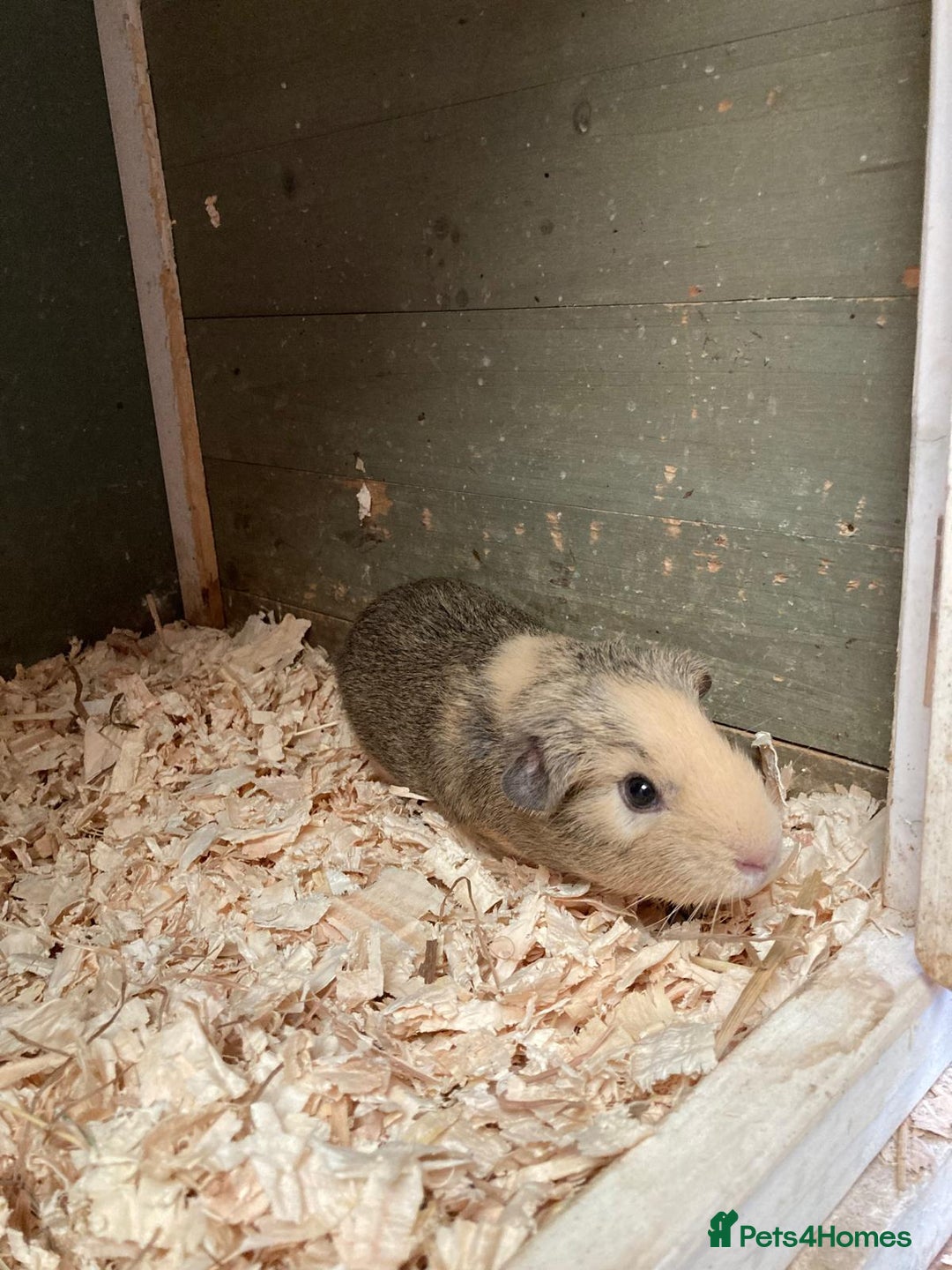 Guinea Pig rodents for sale: Trio of baby boys - Image 3