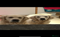 Golden Retriever dogs for sale: 4 Year Old Female Cream Golden Retriever  - Image 5