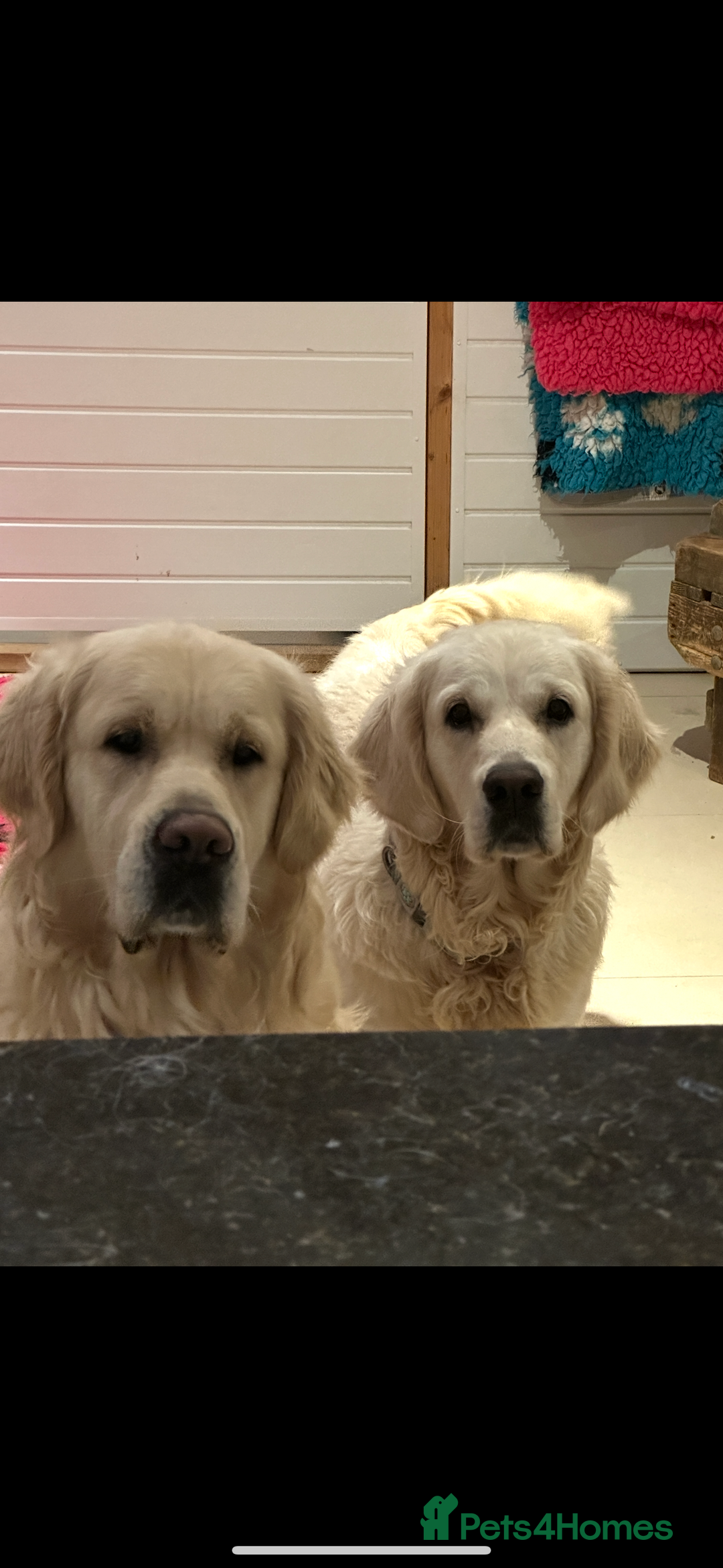 Golden Retriever dogs for sale: 4 Year Old Female Cream Golden Retriever  - Image 5
