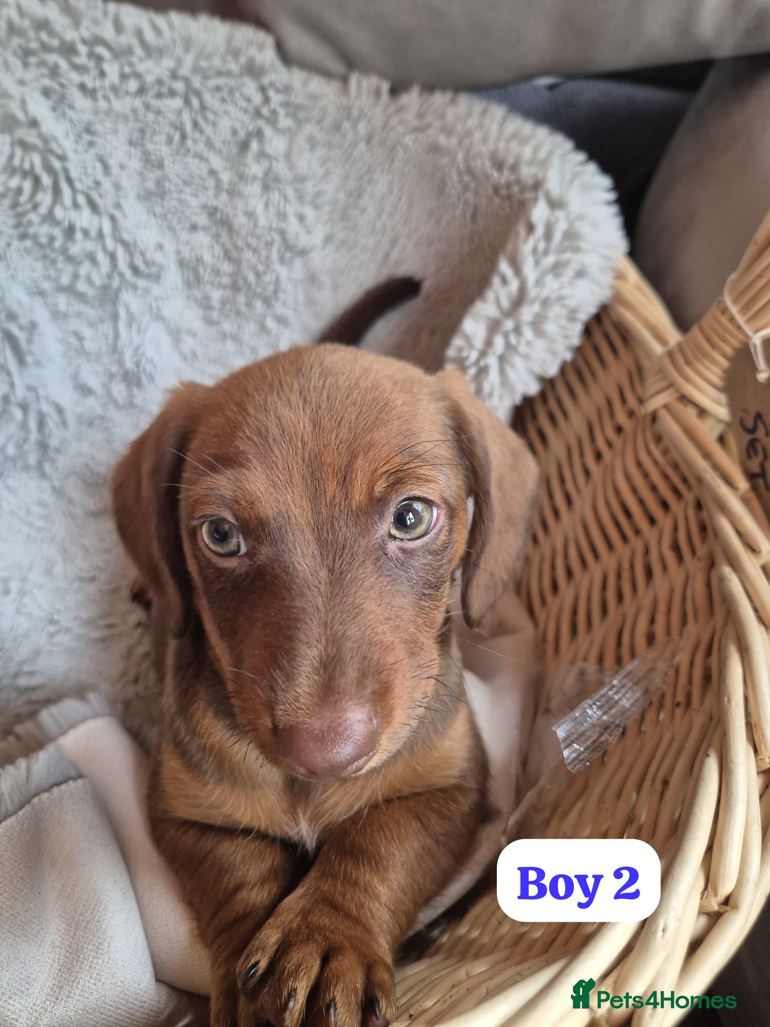 Jackshund dogs Jack Russell x Dachshund  - Advert 1