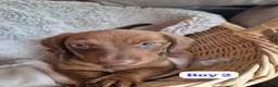 Jackshund dogs for sale: Jack Russell x Dachshund  - Advert 1