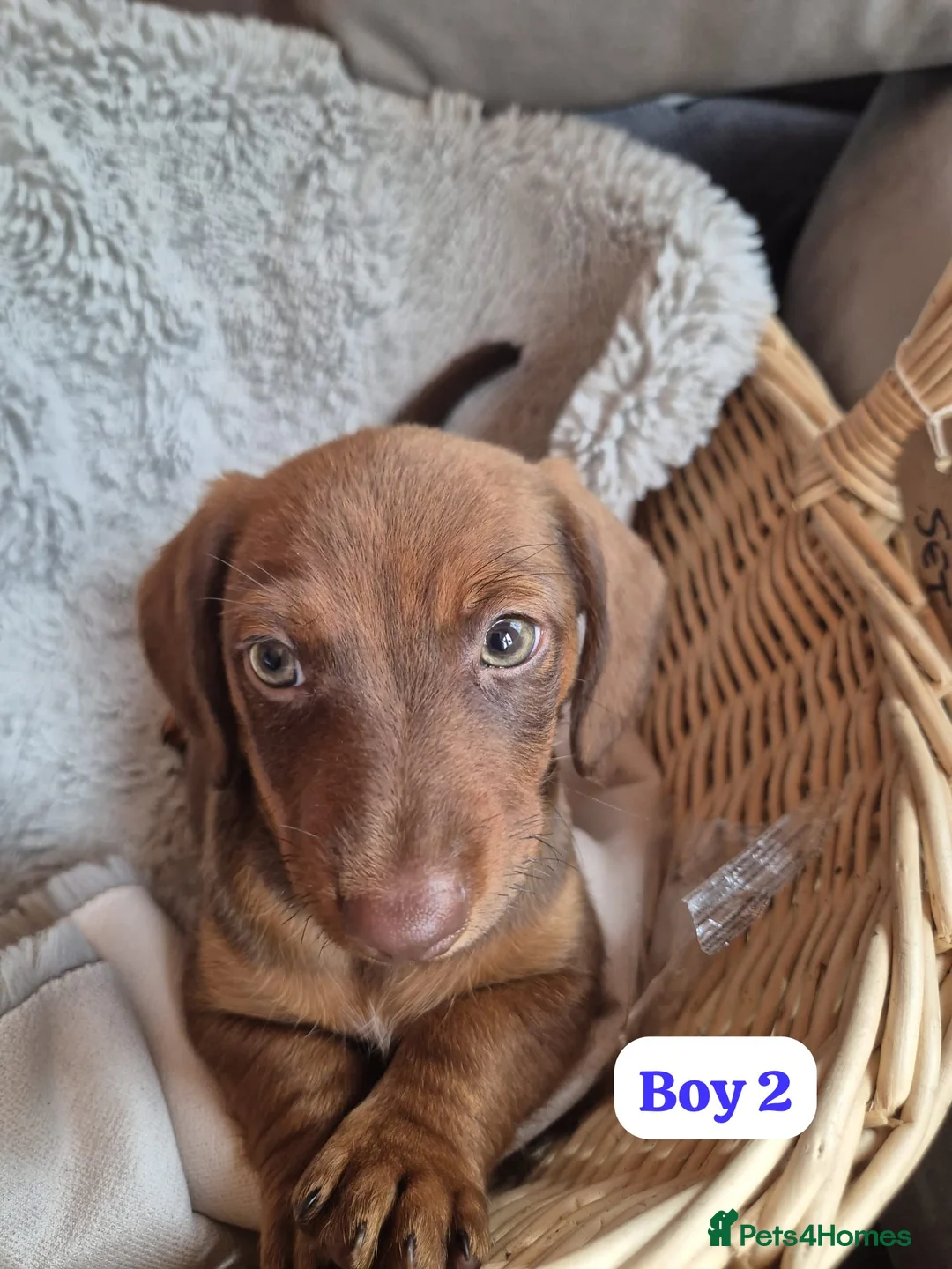 Jackshund dogs for sale: Jack Russell x Dachshund  - Advert 1