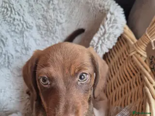 Jackshund dogs Jack Russell x Dachshund - Advert 1