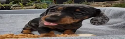 Miniature Dachshund dogs for sale: Stunning KC Registered PRA Clear Dapples Ready Now - Advert 5