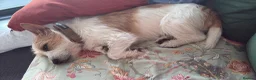 Jack Russell dogs for sale: Benji in Maidstone - Advert 5
