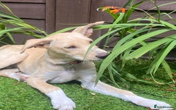Mixed Breed dogs for adoption: Beautiful Blanca - Image 6