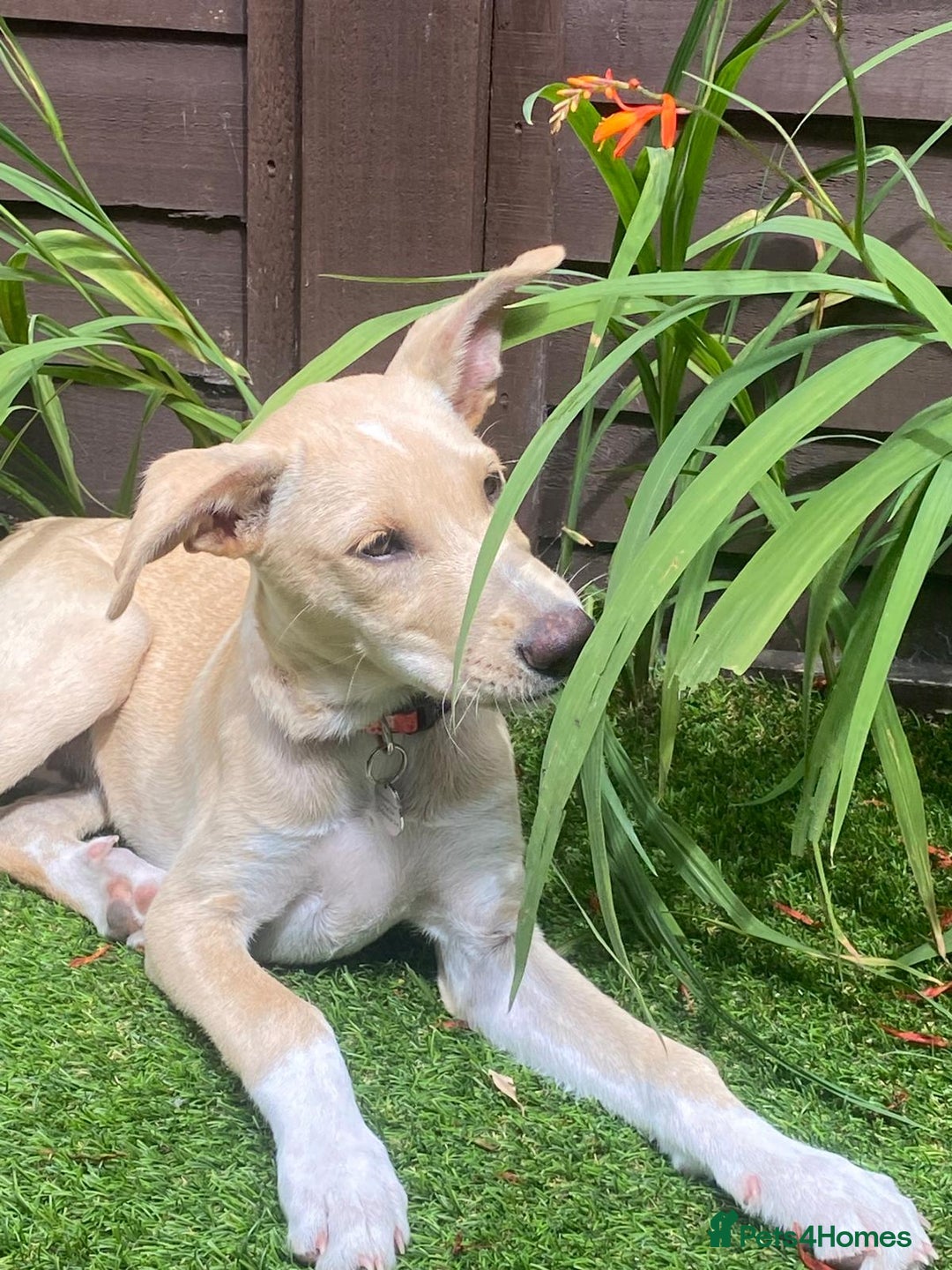 Mixed Breed dogs for adoption: Beautiful Blanca - Image 6