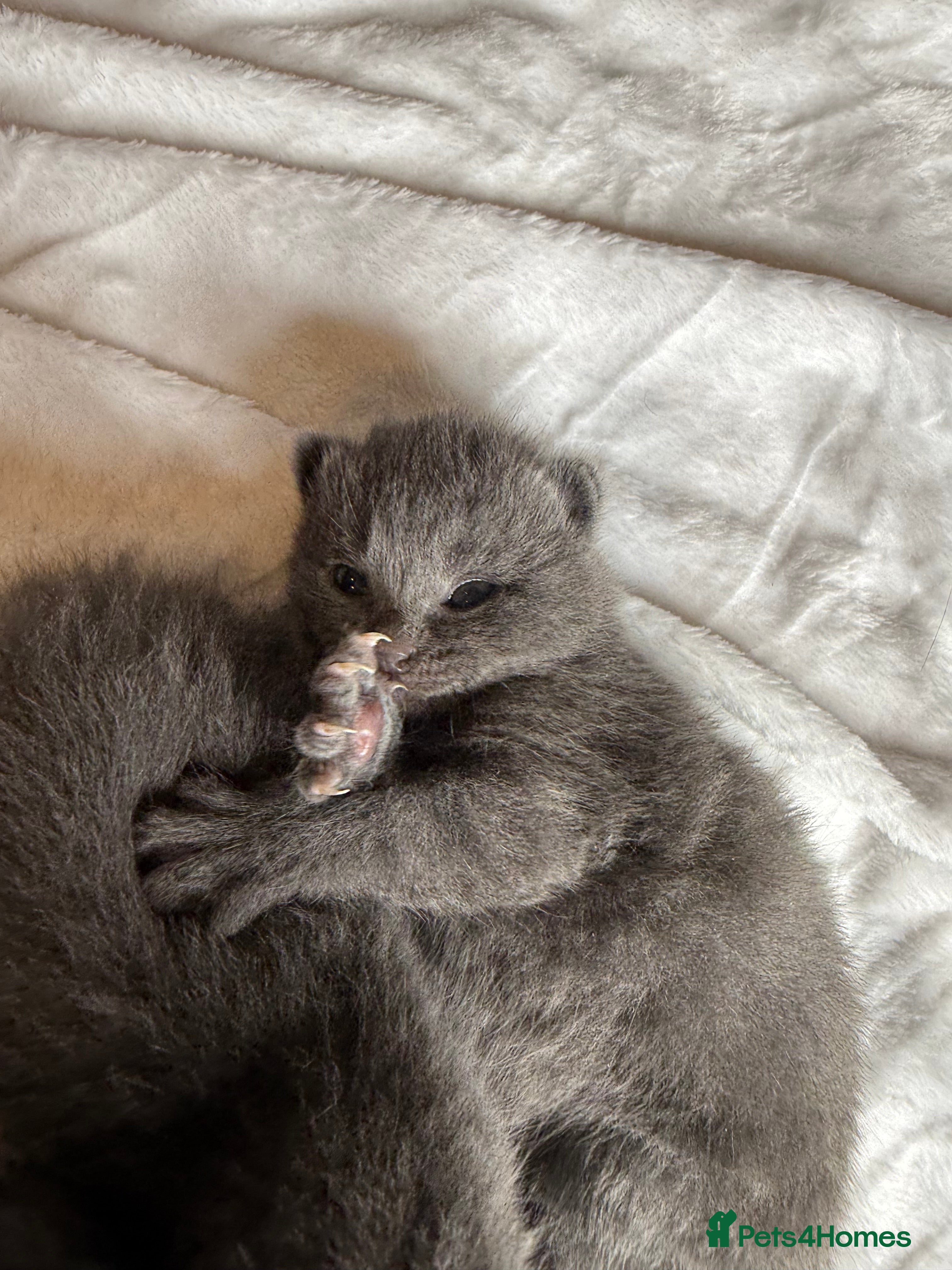 British Shorthair cats The cutest British Shorthair Grey Kittens  - Advert 2