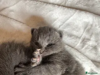 British Shorthair cats Our British Shorthair Grey Kittens - Advert 6