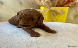 Cockapoo dogs for sale: 4⭐️Licensed F1b Cockapoos Exceptionally Bred - Image 28