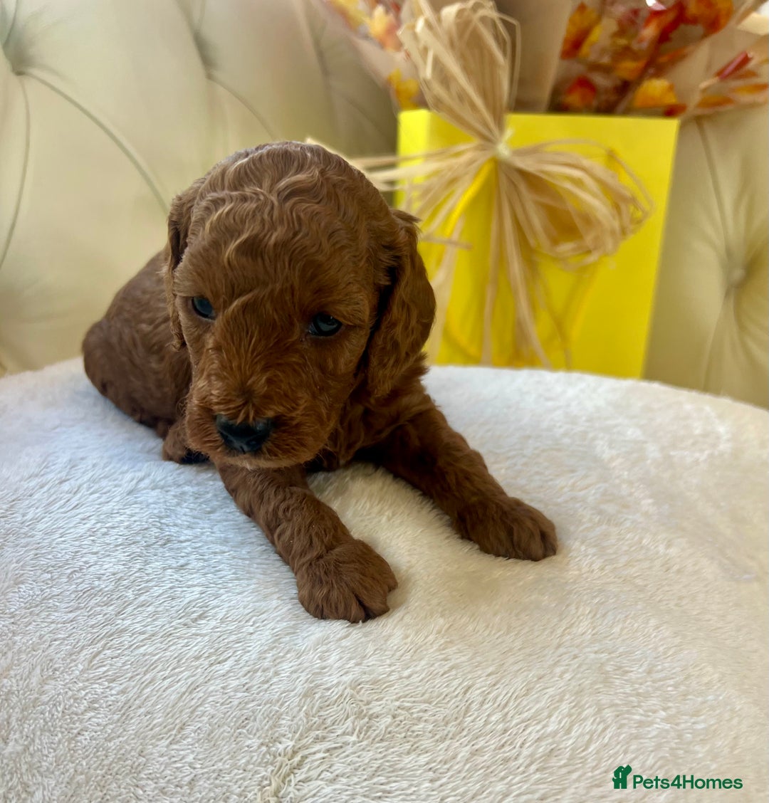 Cockapoo dogs for sale: 4⭐️Licensed F1b Cockapoos Exceptionally Bred - Image 28