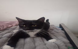 European cats for sale: Looking for new home - Image 3