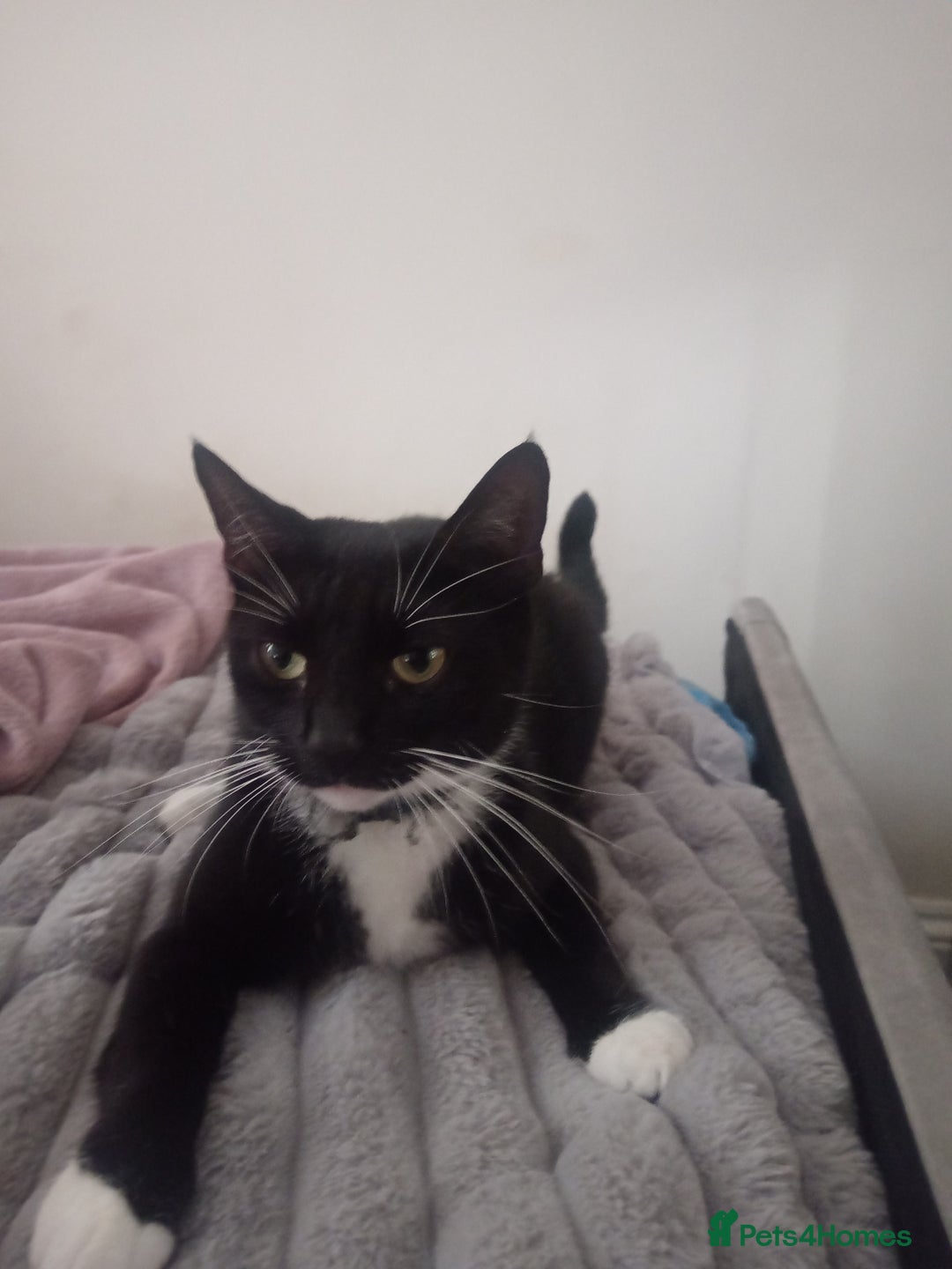 European cats for sale: Looking for new home - Image 3