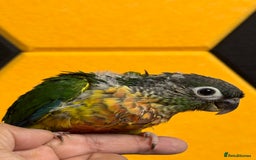 Conures birds for sale: Hand Reared Tame baby conures  - Image 15