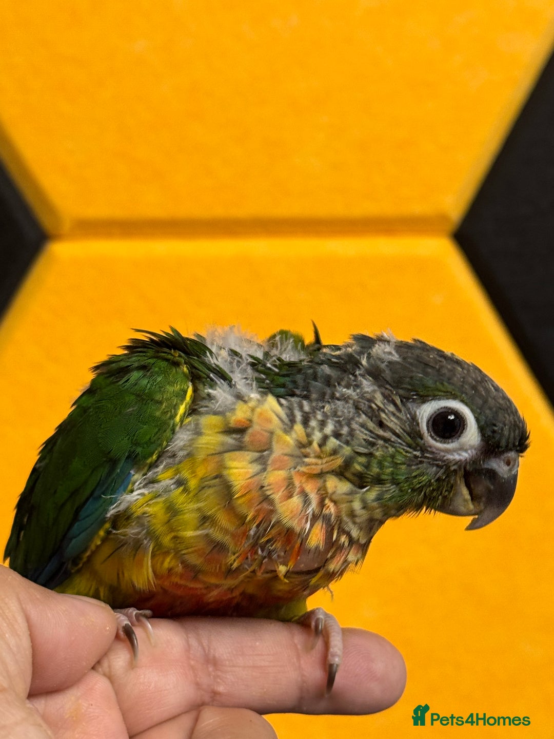 Conures birds for sale: Hand Reared Tame baby conures  - Image 15