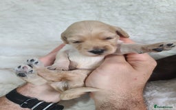 Cockapoo dogs for sale: F1 Cockapoos. DNA Health Tested  in Pershore - Image 10