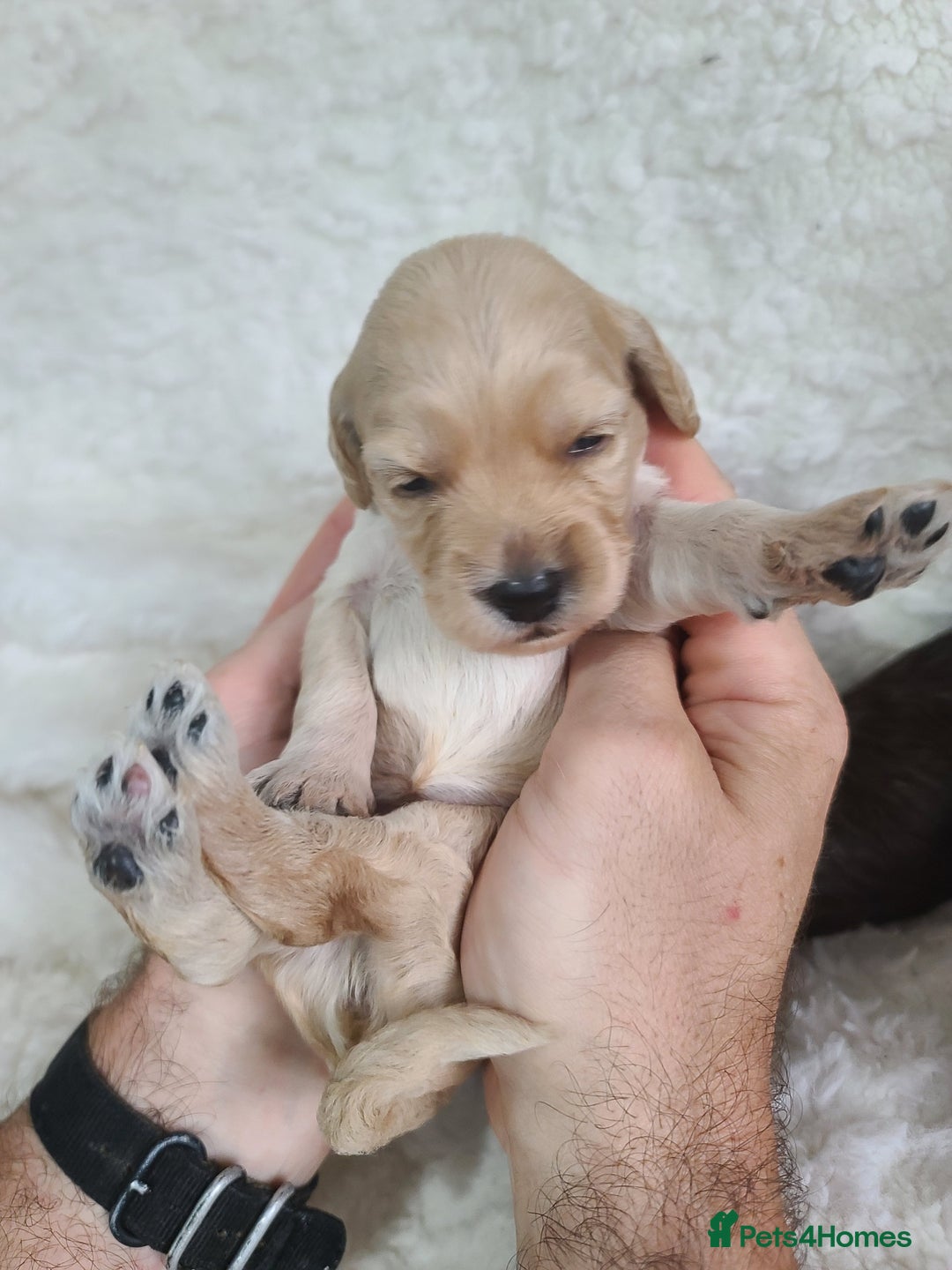 Cockapoo dogs for sale: F1 Cockapoos. DNA Health Tested  in Pershore - Image 10